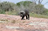 CANE CORSO 310